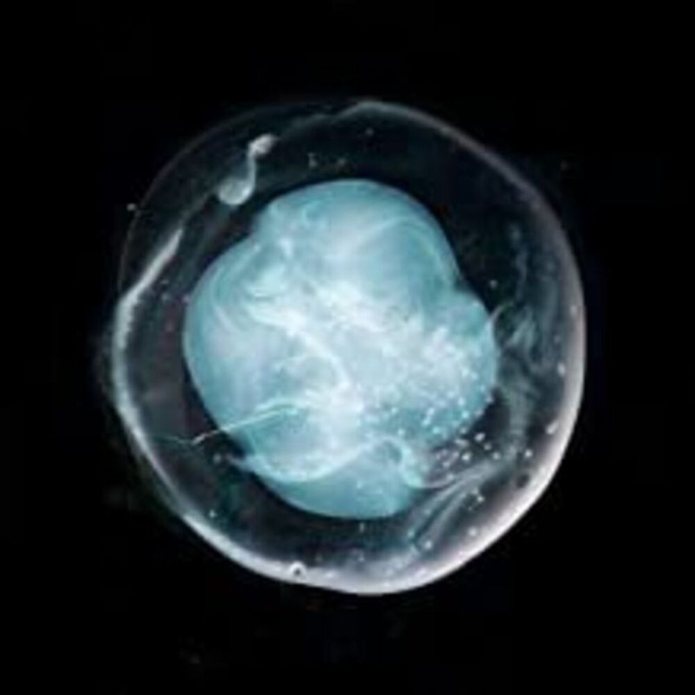 A Winged Victory for the Sullen - Undivided Five  CD